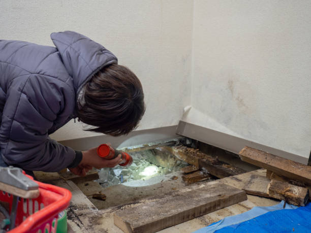 Best Forensic Mold Investigation  in Willard, OH
