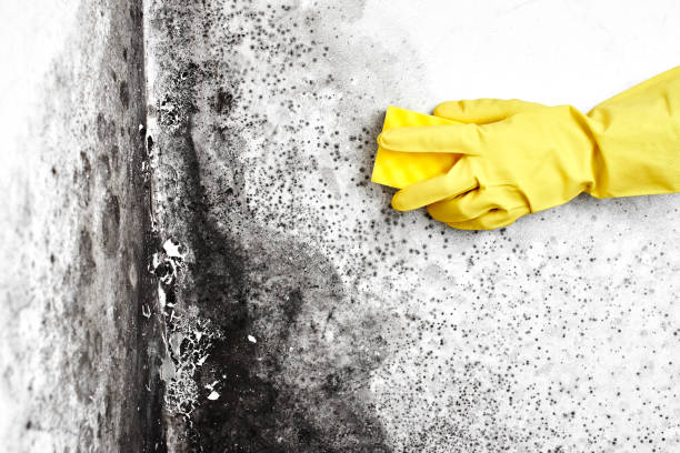 Best Black Mold Removal  in Willard, OH