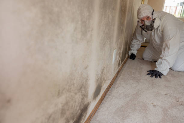 Asbestos and Lead Testing During Mold Inspection in Willard, OH
